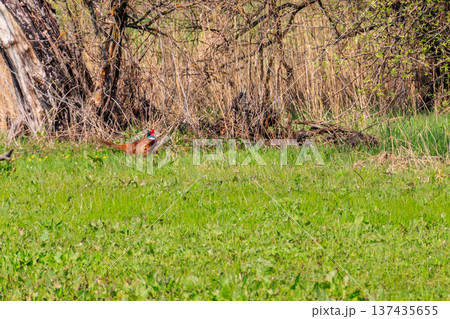 Pheasant in green grass on a meadow Pheasant in green grass on a meadow 137435655