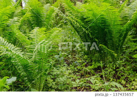 Green fern in a forest 137435657