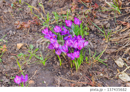 Purple crocus flowers in the garden on spring Purple crocus flowers in the garden on spring 137435682