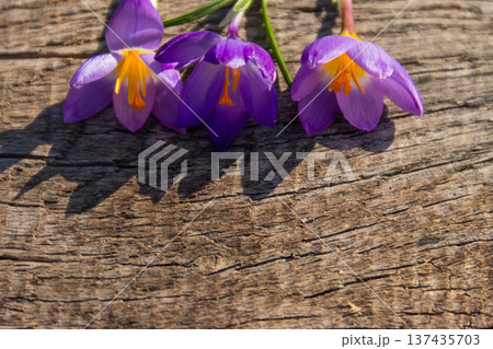 Purple crocus flowers on rustic wooden background 137435703