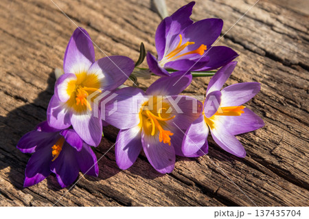 Purple crocus flowers on rustic wooden background 137435704