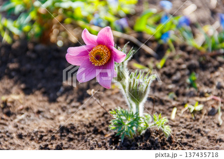 Eastern pasqueflower (Pulsatilla patens), also known as prairie crocus, cutleaf anemone, rock lily Eastern pasqueflower (Pulsatilla patens), also known as prairie crocus, cutleaf anemone, rock lily 137435718