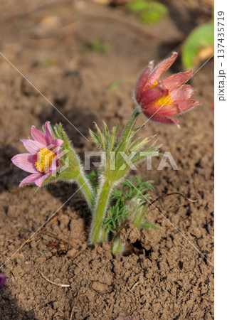 Eastern pasqueflower (Pulsatilla patens), also known as prairie crocus, cutleaf anemone, rock lily 137435719
