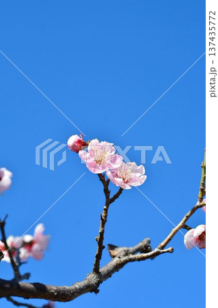 梅の花(紅梅) 梅の花(紅梅) 137435772