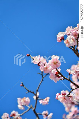 梅の花(紅梅) 梅の花(紅梅) 137435777