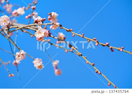 梅の花（紅梅） 137435784