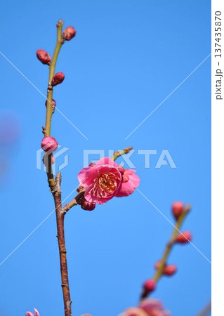 梅の花(紅梅) 梅の花(紅梅) 137435870