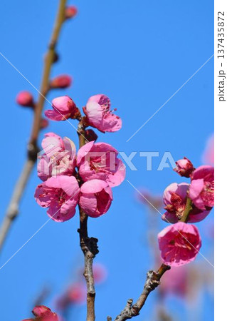梅の花（紅梅） 137435872