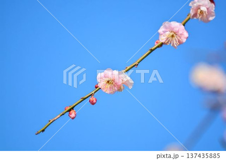 梅の花(紅梅) 梅の花(紅梅) 137435885