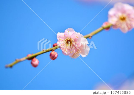 梅の花(紅梅) 梅の花(紅梅) 137435886