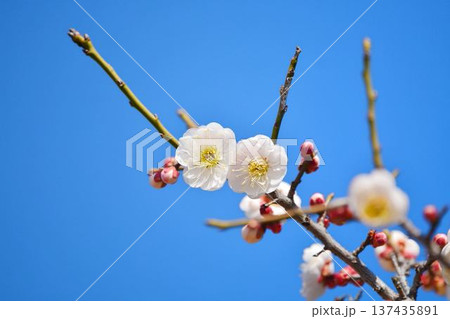 梅の花(紅梅) 梅の花(紅梅) 137435891