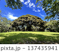 大きな木 137435941