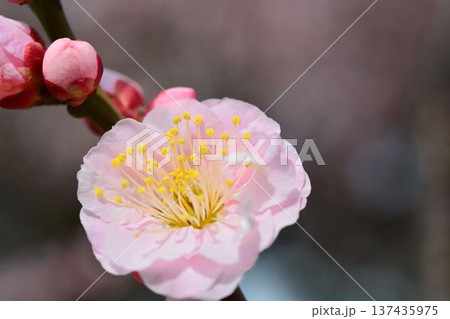 梅の花(紅梅) 梅の花(紅梅) 137435975