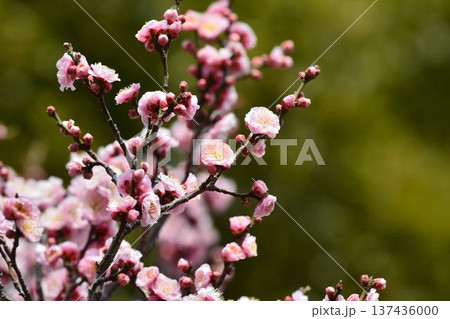 梅の花（紅梅） 137436000
