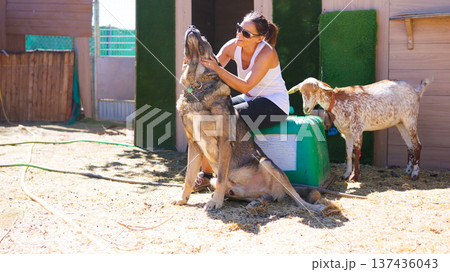 Woman caressing large dog with domestic goat nearby outdoors Woman caressing large dog with domestic goat nearby outdoors 137436043