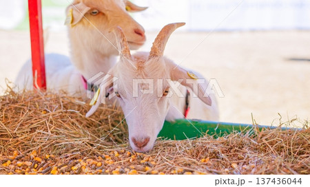 White goats eating hay and feed at rural farm 137436044