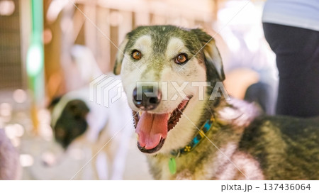 Happy alaskan husky dog smiling enjoying human company outdoors Happy alaskan husky dog smiling enjoying human company outdoors 137436064