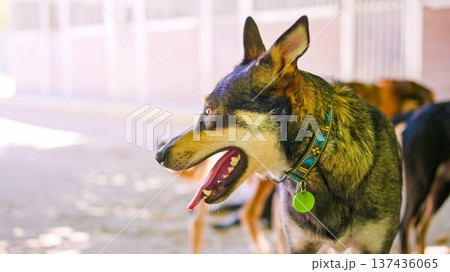 Loyal shepherd dog panting at animal shelter Loyal shepherd dog panting at animal shelter 137436065
