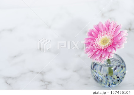 寒色ガラスの一輪挿しに挿した花びらの豊かな桃色のガーベラの花(右配置) 寒色ガラスの一輪挿しに挿した花びらの豊かな桃色のガーベラの花(右配置) 137436104