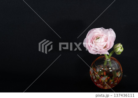 闇に浮かぶ一輪挿しに挿した薄桃色のラナンキュラスの花（右配置） 137436111