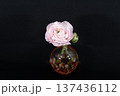 闇に浮かぶ一輪挿しに挿した薄桃色のラナンキュラスの花（中配置） 137436112