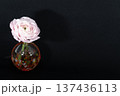 闇に浮かぶ一輪挿しに挿した薄桃色のラナンキュラスの花（左配置） 137436113