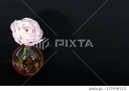 闇に浮かぶ一輪挿しに挿した薄桃色のラナンキュラスの花(左配置) 闇に浮かぶ一輪挿しに挿した薄桃色のラナンキュラスの花(左配置) 137436113