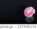 闇に浮かぶ一輪挿しに挿した花びらの豊かな桃色のガーベラの花（右配置） 137436114