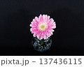 闇に浮かぶ一輪挿しに挿した花びらの豊かな桃色のガーベラの花（中配置） 137436115