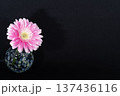 闇に浮かぶ一輪挿しに挿した花びらの豊かな桃色のガーベラの花（左配置） 137436116
