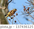 カワラヒワ 137436125