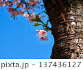 桜の花びら 137436127