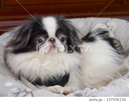ベッドでくつろぐ可愛い狆（Japanese Chin）の室内ポートレート 137436150