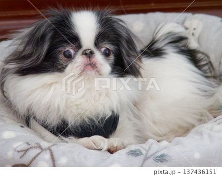 ベッドでくつろぐ可愛い狆(Japanese Chin)の室内ポートレート ベッドでくつろぐ可愛い狆(Japanese Chin)の室内ポートレート 137436151