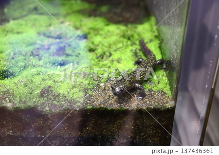 相模川ふれあい科学館 アクアリウムさがみはら 相模川ふれあい科学館 アクアリウムさがみはら 137436361