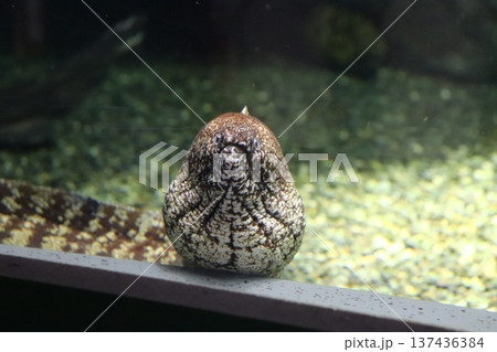 相模川ふれあい科学館 アクアリウムさがみはら 相模川ふれあい科学館 アクアリウムさがみはら 137436384