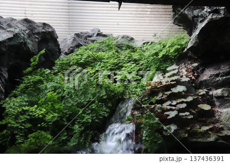 相模川ふれあい科学館 アクアリウムさがみはら 137436391