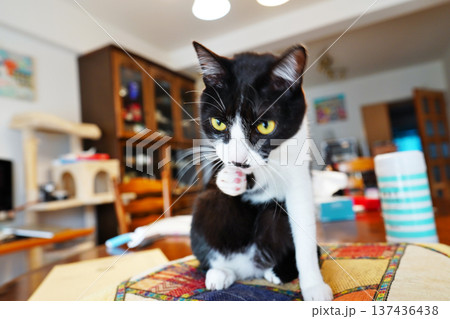 ペットの猫と愉快に過ごす情景 ペットの猫と愉快に過ごす情景 137436438