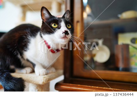 ペットの猫と愉快に過ごす情景 ペットの猫と愉快に過ごす情景 137436444