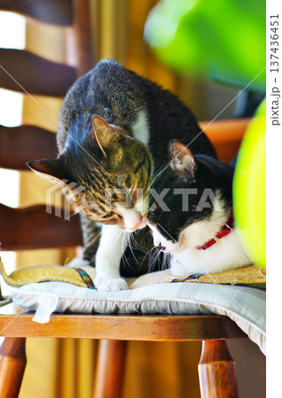 ペットの猫と愉快に過ごす情景 ペットの猫と愉快に過ごす情景 137436451