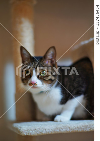 ペットの猫と愉快に過ごす情景 ペットの猫と愉快に過ごす情景 137436454