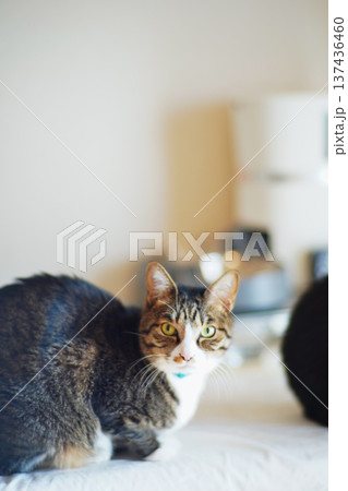 ペットの猫と愉快に過ごす情景 137436460