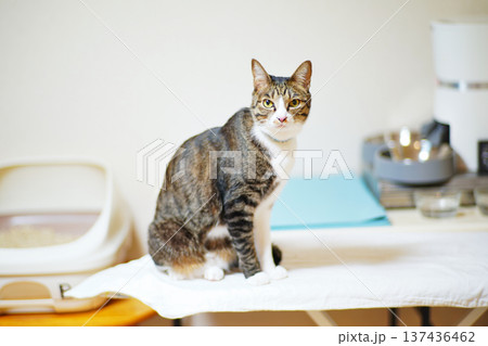 ペットの猫と愉快に過ごす情景 ペットの猫と愉快に過ごす情景 137436462