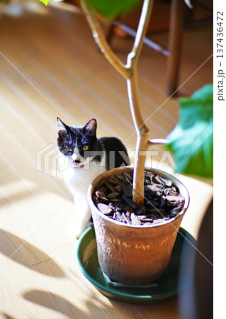 ペットの猫と愉快に過ごす情景 137436472