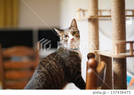 ペットの猫と愉快に過ごす情景 ペットの猫と愉快に過ごす情景 137436473
