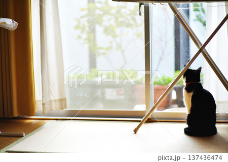 ペットの猫と愉快に過ごす情景 ペットの猫と愉快に過ごす情景 137436474