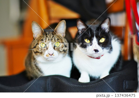 ペットの猫と愉快に過ごす情景 ペットの猫と愉快に過ごす情景 137436475