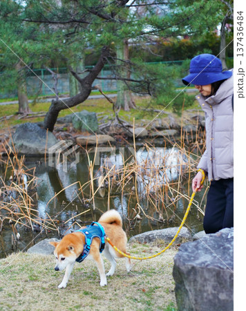 ペットの柴犬との楽しい散歩 137436484