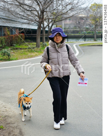 ペットの柴犬との楽しい散歩 ペットの柴犬との楽しい散歩 137436488