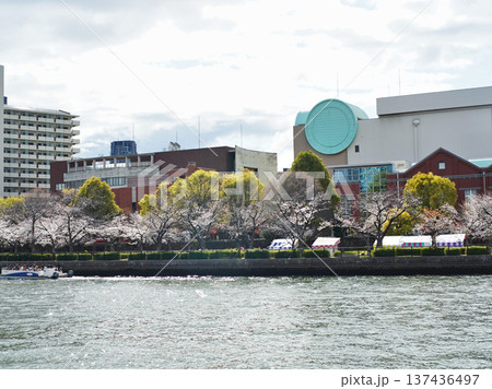 大阪市の淀川河川公園の春の情景 大阪市の淀川河川公園の春の情景 137436497